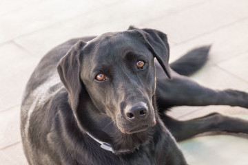 View of a black labrador in home sit on floor, focus in eyes, blur background
