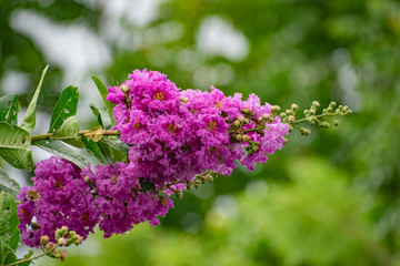 Obraz premium purple flowers of lilac