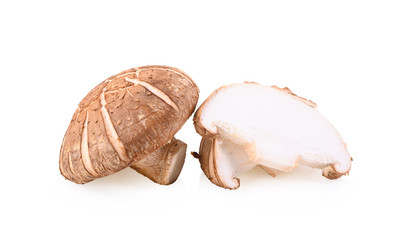 shitake mushroom on white background