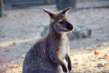 Red-Necked Wallaby Cub Head Profile Close up