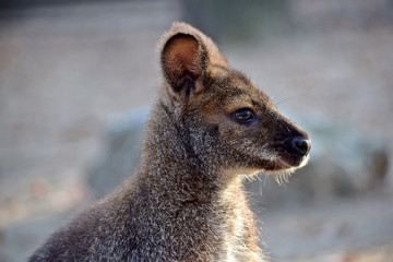 Obraz premium Red-Necked wallaby Head Close up