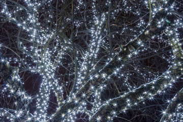 decorated tree in the park