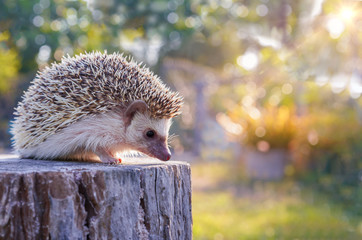 Beautiful hedgehog, Dwraf hedgehog on stump, Young hedgehog on timber wiith eye contact, Sunset and sorft light