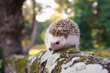 A beautiful hedgehog perched on a branch, Young Asian porcupine walking on a branch and having a...