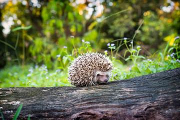 A beautiful hedgehog perched on a branch, Young Asian porcupine walking on a branch and having a...