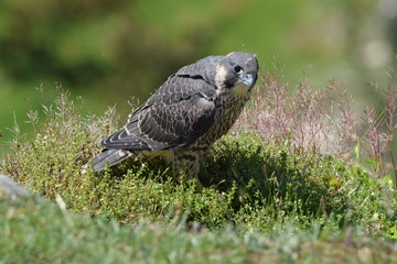 Peregrine falcon