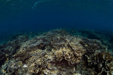 A lot of hard corals in clear blue ocean. Underwater world of Bali.