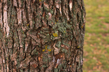 Mushrooms, lichen and moss on dried tree. Bark closeup covered with fungal growths. Green and yellow lichen on trees. Nature wallpaper, poster, beautiful texture, blurred background.