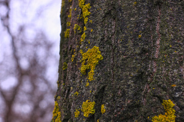 Mushrooms, lichen and moss on dried tree. Bark closeup covered with fungal growths. Green and yellow lichen on trees. Nature wallpaper, poster, beautiful texture, blurred background.