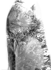 Double exposure portrait of a young ethnic beauty combined with tree leaves, black and white