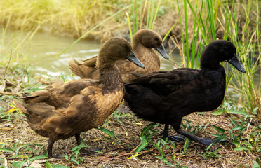 Khaki Campbell Duck on background of husbandry natural animal lifestyle in garden organic farming.