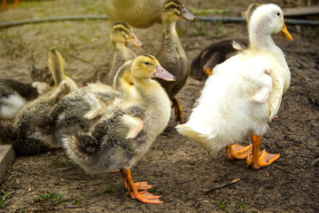Duckling group on background of husbandry natural animal lifestyle in garden organic farming.