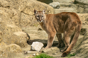 Obraz premium Mountain Lion