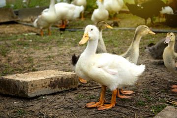 Duckling group on background of husbandry natural animal lifestyle in garden organic farming.