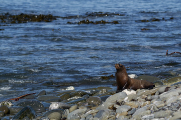 Female Southern Sea Lion (Otaria flavescens) on the coast of Sea Lion Island in the Falkland...