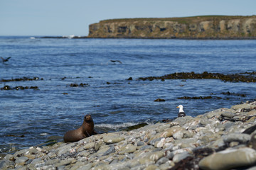 Female Southern Sea Lion (Otaria flavescens) on the coast of Sea Lion Island in the Falkland...