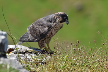 Peregrine falcon