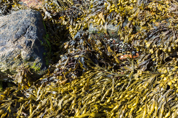 Meeresalgen im Sognefjord, Norwegen