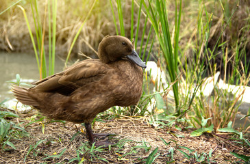 Khaki Campbell Duck on background of husbandry natural animal lifestyle in garden organic farming.
