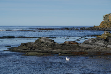 Female Southern Sea Lion (Otaria flavescens) on the coast of Sea Lion Island in the Falkland...