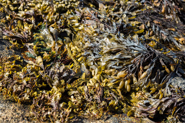 Meeresalgen im Sognefjord, Norwegen