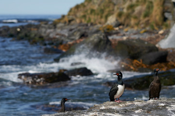 Rock Shag (Phalacrocorax magellanicus) standing on the cliffs of Sea Lion Island in the Falkland Islands