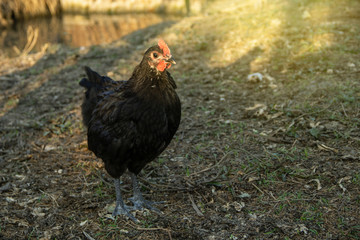 Chick of chicken black australorp on background of husbandry natural animal lifestyle in garden organic farming.