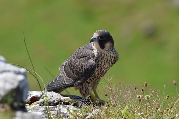 Peregrine falcon