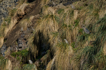 Breeding colony of Black-crowned Night-heron (Nycticorax nycticorax falklandicus) on the coast of Sea Lion in the Falkland Islands.