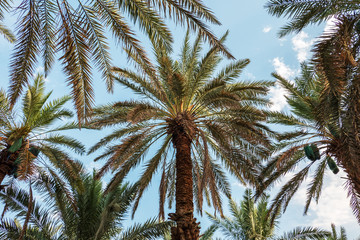 Fototapeta na wymiar date palm tree and blue sky