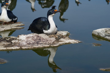 Imperial Shag (Phalacrocorax atriceps albiventer) nesting on Sea Lion Island in the Falkland Islands       