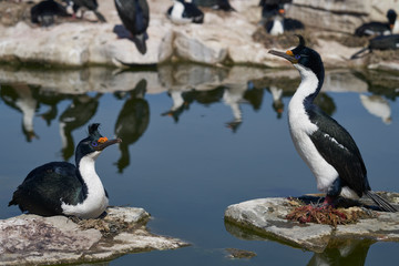 Imperial Shag (Phalacrocorax atriceps albiventer) nesting on Sea Lion Island in the Falkland Islands       