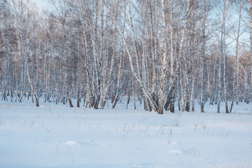 Snow lies in the forest. Snow fell on the trees. Snow on the bushes. Winter has come. Winter landscape
