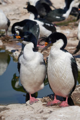 Pair of Imperial Shag (Phalacrocorax atriceps albiventer) during breeding season on Sea Lion Island in the Falkland Islands