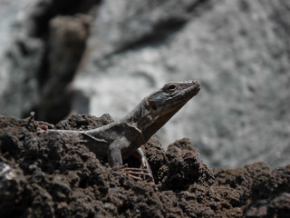 Lizard, Gran Canaria