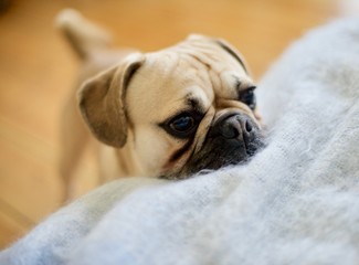 A little friendly pug resting his head on fuzzy baby blue blanket