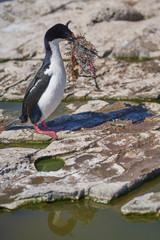 Imperial Shag (Phalacrocorax atriceps albiventer) carrying seaweed to be used as nesting material on Sea Lion Island in the Falkland Islands           