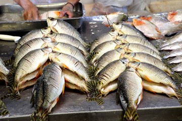 fish market of Manaus - Amazonas, Brazil