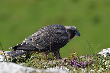 Peregrine falcon