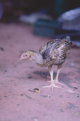 young gladiator chick