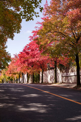 Naklejka premium Autostrada z jesiennych liści, droga trójkolorowa