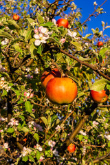 Organic apples on the tree