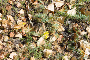 Autumn leaf covering the ground. Green grass and late autumn small, yellow flowers. Backgrounds, texture.