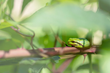 European treefrog - Hyla arborea