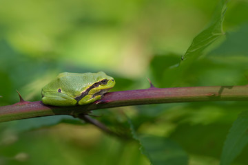 European treefrog - Hyla arborea