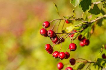 Crataegus monogyna eenstijlige meidoorn