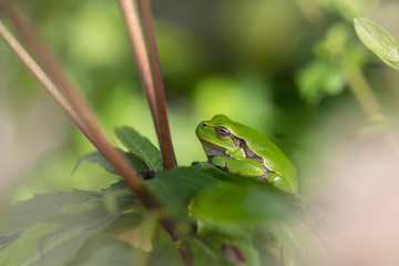 European treefrog - Hyla arborea