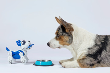 Two dogs, real one corgi and electronic interactive puppy toy look to each other in front of empty pet bowl. High technology concept of future domestic animals in electronic home. Indoors, copy space