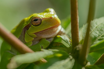 European treefrog - Hyla arborea