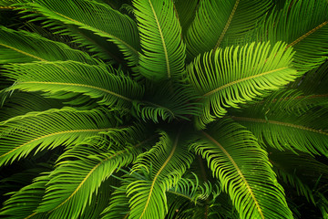 Naklejka na ściany i meble beautiful natural plant with bright green colours.